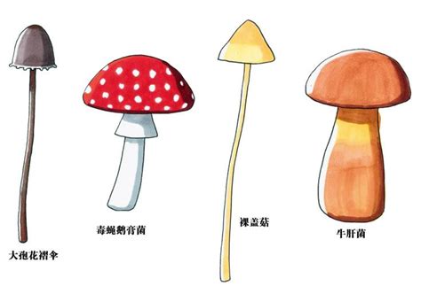 蘑菇测试图片