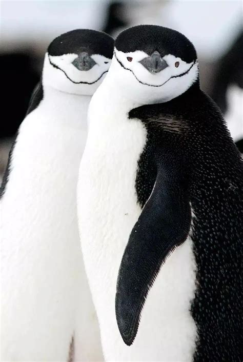 世界企鹅日：这些企鹅风靡全球，你知道它们真正的名字吗？_埃伦·雷恩_Pingu_动物