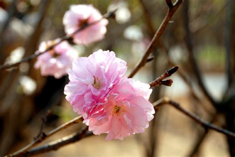 烂漫樱花非主流头像