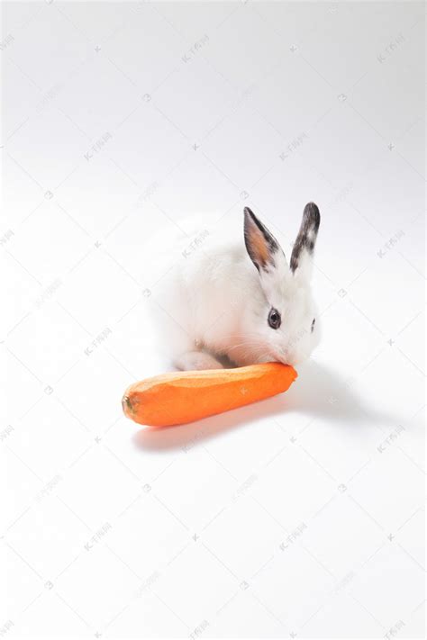 可爱的小兔子吃胡萝卜高清摄影大图-千库网