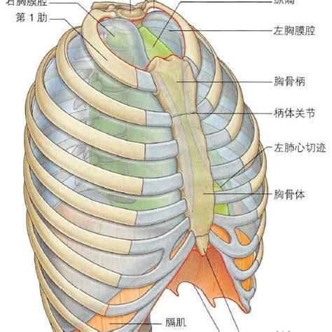 解剖丨胸部（胸壁）~_胸骨_内容_动脉