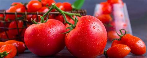 西红柿的生长过程-农百科