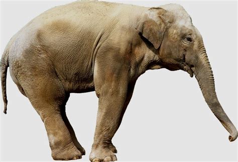 阿多大象国家公园中的非洲象，南非 (© Robert Harding/Alamy)