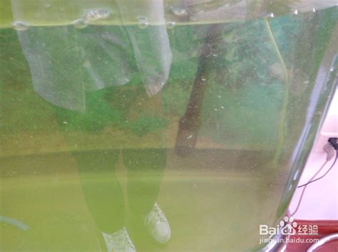 鱼缸绿水变清水的诀窍 鱼缸过滤材料摆放顺序_水族类 - 养宠客
