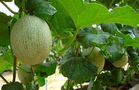 Tips to Choose and Enjoy Hami Melons - GTC