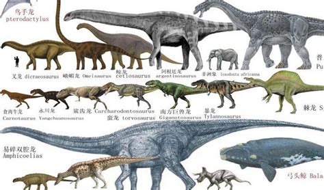 恐龙常见种类（恐龙种类大全图解）—趣味生活常识网