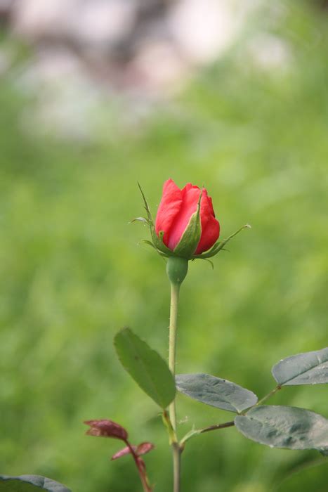 一朵玫瑰花高清图片下载_红动中国