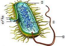 含锰离子重组蛋白的大肠杆菌表达系统及其应用方法与流程