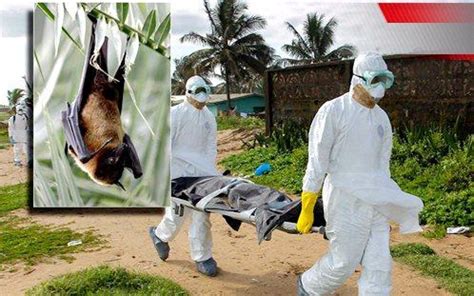 埃博拉病毒：落后经济的诅咒--环保--人民网