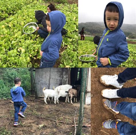 某幼教结构的武汉亲子游乡村农家乐之旅，来场童年的味道