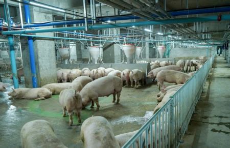 陈健志：带动村民养猪致富的劳动模范_鹤山市人民政府门户网