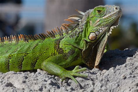 Grüner Leguan Foto & Bild | natur, liegend, porträt Bilder auf ...