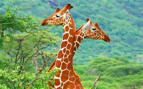 苹果浏览器GiraffeGiraffacomerlopodardalis非洲一对偶毛乌龟哺乳动物非洲最高的陆地动物和博茨瓦纳最大高清图片下载 ...
