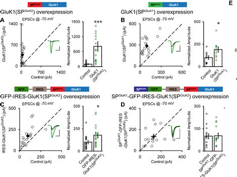不同信号肽对人鼠嵌合CMV-IgM分泌表达的影响