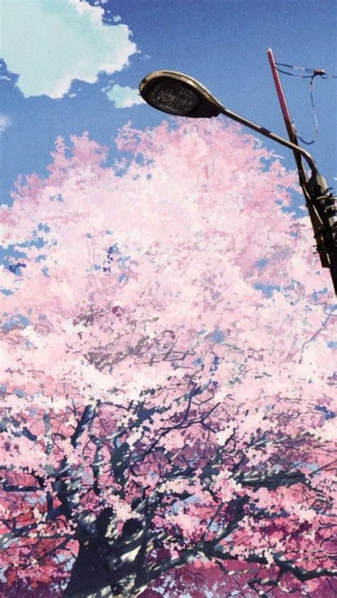 新海诚动画《秒速五厘米》，如果，樱花掉落的速度是每秒5厘米