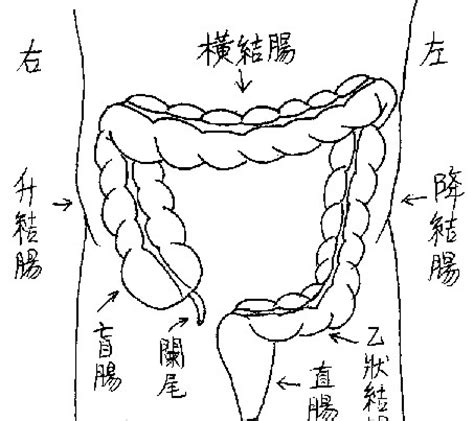 结肠的位置图片