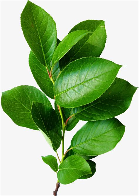 绿色油亮叶子PNG透明图，动植物元素PSD设计素材高清下载 - 墨鱼部落格