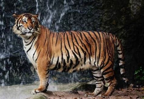 世界最大的老虎780公斤