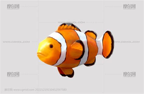 clownfish小丑鱼写实3D模型_鱼类动物模型下载-摩尔网CGMOL
