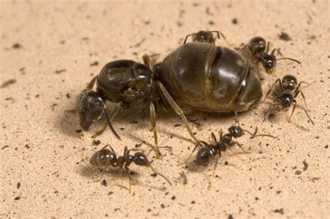 蚂蚁怎么养 怎么养蚂蚁_知秀网