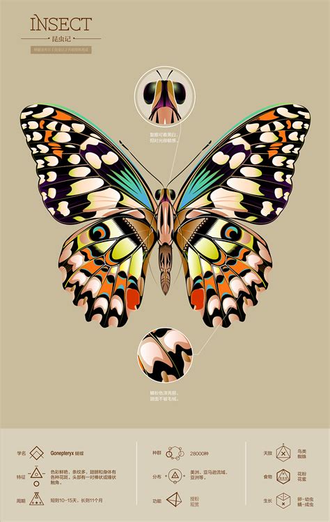 蝴蝶设计图__昆虫_生物世界_设计图库_昵图网nipic.com