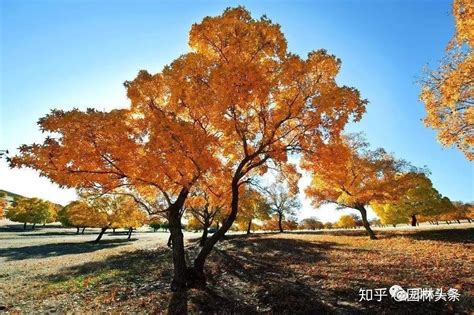 秋天一棵树、秋季、出现 - 免费可商用图片 - cc0.cn