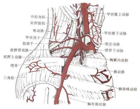头臂干动脉解剖图图片 头臂干动脉解剖图图片