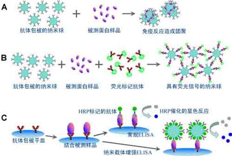 T细胞和B细胞ELISPOT：评价疫苗有效性的金标准 - 每日生物评论