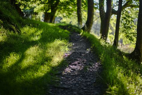 阳光明媚幽静的英格兰湖区公园林间小道高清图片下载-正版图片500689370-摄图网