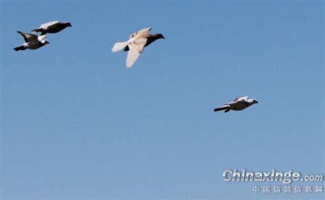 飞得最快的鸟是 飞行速度最快的十种鸟_华夏智能网