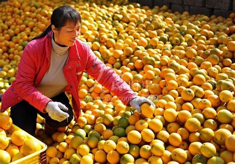 湖南新宁：脐橙产业助致富-人民图片网
