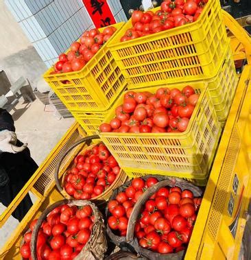 [普罗旺斯西红柿批发]正宗陕西咸阳泾阳云阳镇的水果西红柿。价格6.00元/斤 - 一亩田