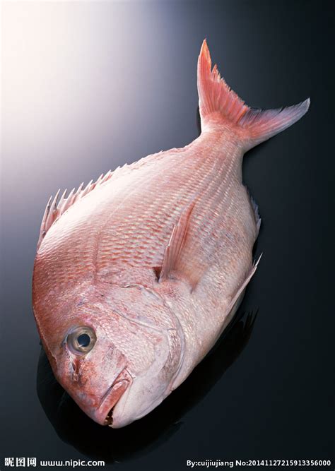 三湖慈鲷鱼品种大全,水族鱼缸,最美的三湖卷贝缸_大山谷图库