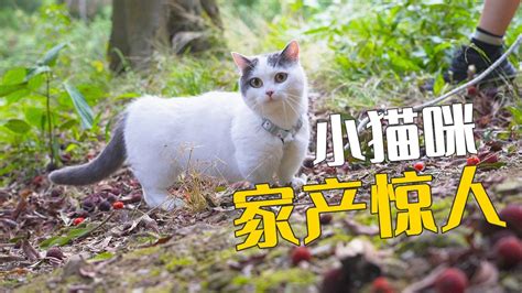 带小猫咪回大山，继承家族企业_高清1080P在线观看平台_腾讯视频