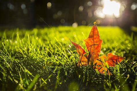 秋天唯美氛围感的风景背景图片2022新款_配图网