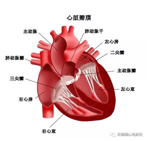 心室肌的后负荷可以用什么来表示_中华康网