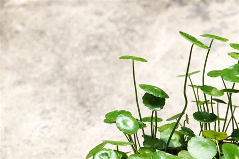 绿色可爱植物特写摄影图高清摄影大图-千库网