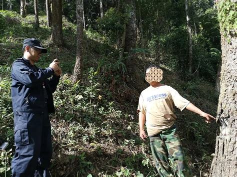 西双版纳州公安局森林警察支队持续开展保护森林资源专项打击整治行动_云南长安网