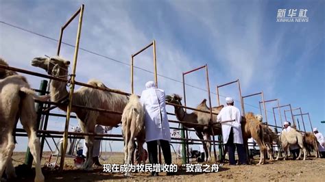 新疆阿勒泰：骆驼产业助力牧民增收_凤凰网视频_凤凰网