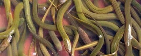 黄鳝选种及放养技术，附黄鳝常见品种 - 农敢网