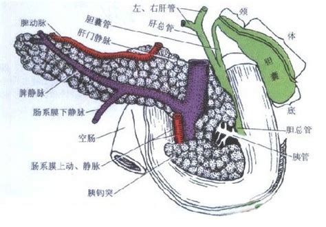 胰腺的位置图图片