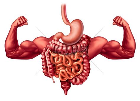 健康的消化系统作为一个强大的消化解剖学概念发挥作用，包括胃、大肠和小肠，并在白色背景上隔离 3D 插图元素。高清摄影大图-千库网