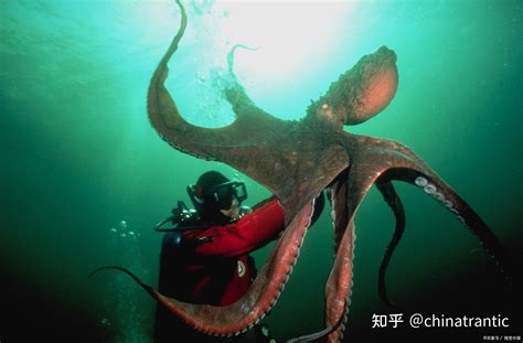 海滩现日本核辐射160英尺巨怪章鱼？ 深海巨怪大的吓人- Micro Reading