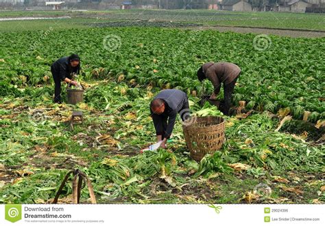 彭州，中国： 域的农厂工人 编辑类照片. 图片 包括有 域的农厂 ...