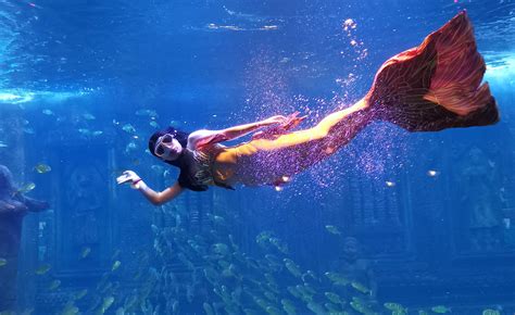 海昌海洋公园开启“美人鱼欢乐季”，你想看的海洋动物这里都有，还能体验“美人鱼潜”