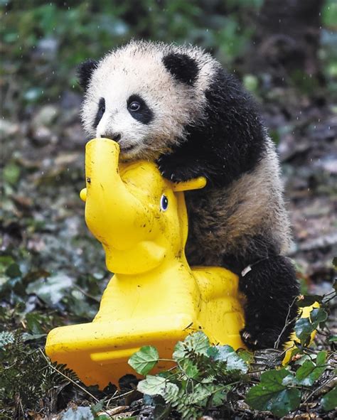 国宝大熊猫寿命多长（熊猫的平均寿命介绍） – 碳资讯