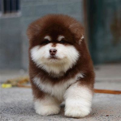 出售纯种阿拉斯加幼犬雪橇犬红色熊版阿拉斯加犬灰桃大型犬宠物狗-淘宝网