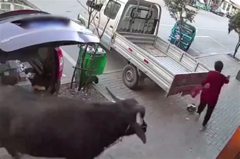 滁州：大妈穿红衣上街遭老牛追赶 机智掉头躲过一劫_凤凰网视频_凤凰网