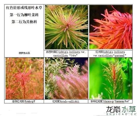 水红草图片