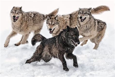猞猁为什么是狼的天敌呢(为什么猞猁被称为“屠狼机器”？凶狠的狼群打不过软萌的大猫？) - 郝囷科技